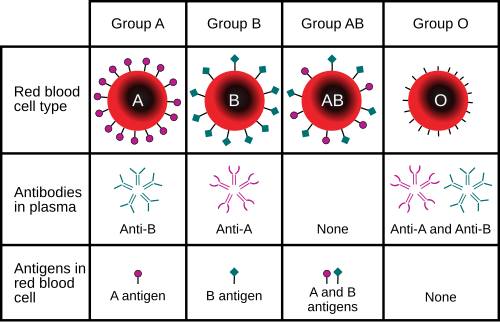ABO blood group system